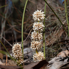 Lomandra juncea