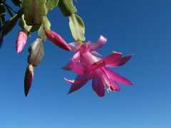 Schlumbergera buckleyi