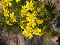 Euryops rehmannii