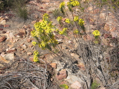 Euryops rehmannii