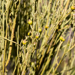 Choretrum glomeratum