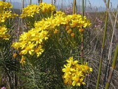 Euryops rehmannii