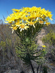 Euryops rehmannii