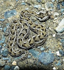 Bitis cornuta