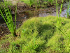 Eleocharis retroflexa