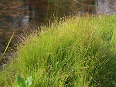 Eleocharis retroflexa