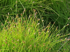 Eleocharis retroflexa