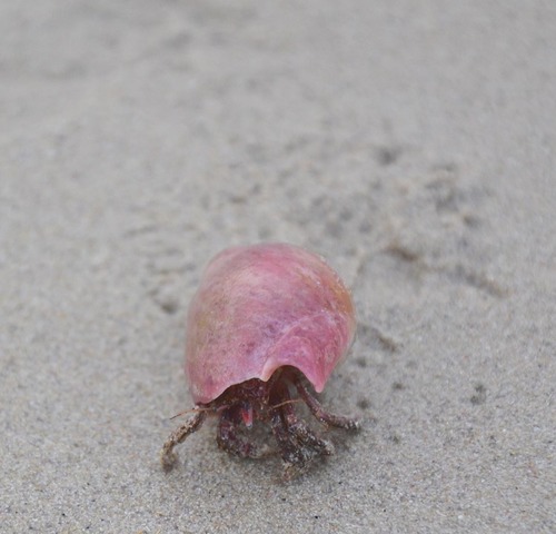 Paguristes gamianus