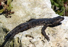 Karusasaurus polyzonus