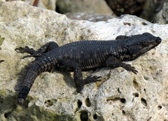 Karusasaurus polyzonus