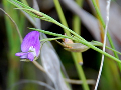 Psoralea trullata