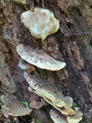 Sarcoporia longitubulata