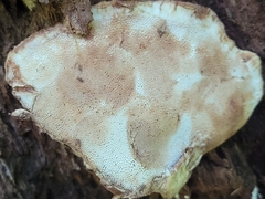 Sarcoporia longitubulata