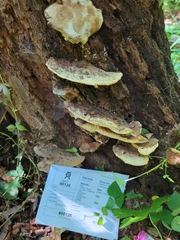 Sarcoporia longitubulata