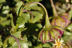 Dimorphotheca cuneata