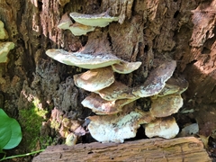 Sarcoporia longitubulata