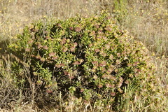 Dimorphotheca cuneata