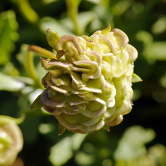 Dimorphotheca cuneata