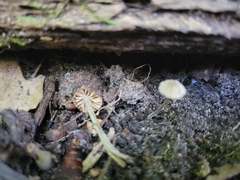 Entoloma dysthales