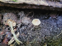 Entoloma dysthales
