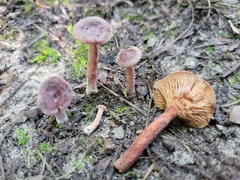 Lactarius neotabidus