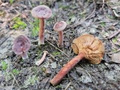 Lactarius neotabidus