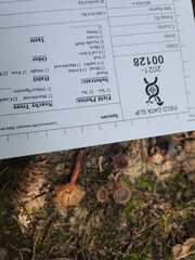 Lactarius neotabidus