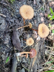 Laccaria ohiensis