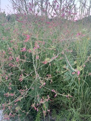 Oenothera gaura