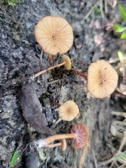 Laccaria ohiensis