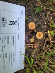Laccaria ohiensis