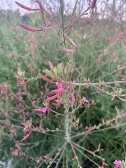 Oenothera gaura