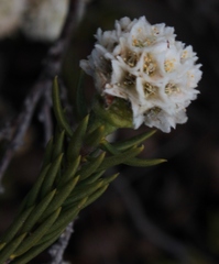 Lachnaea densiflora