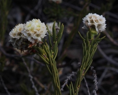 Lachnaea densiflora