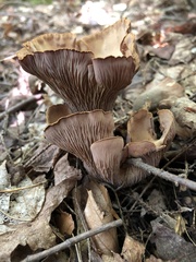 Gomphus clavatus