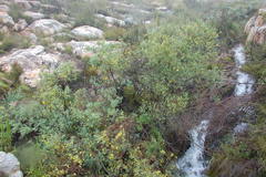 Stirtonanthus taylorianus