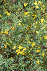 Stirtonanthus taylorianus