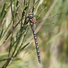 Austroaeschna inermis