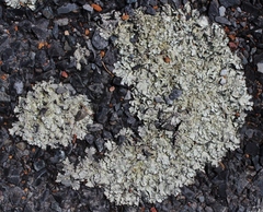 Xanthoparmelia plittii