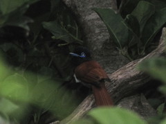 Terpsiphone viridis granti