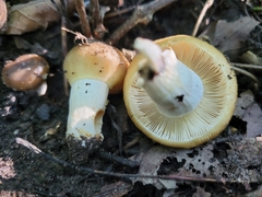 Russula amerorecondita