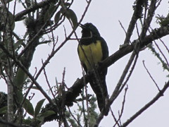 Chrysococcyx cupreus