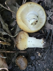 Russula amerorecondita