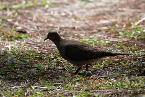 Mourning Dove photographed in Mississippi