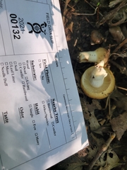 Russula amerorecondita