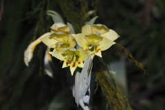 Gladiolus buckerveldii