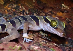 Cyrtodactylus pulchellus