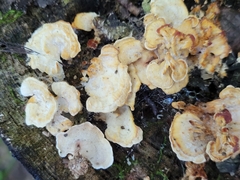 Antrodiella