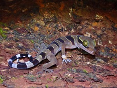 Cyrtodactylus pulchellus