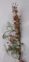 Psoralea imminens